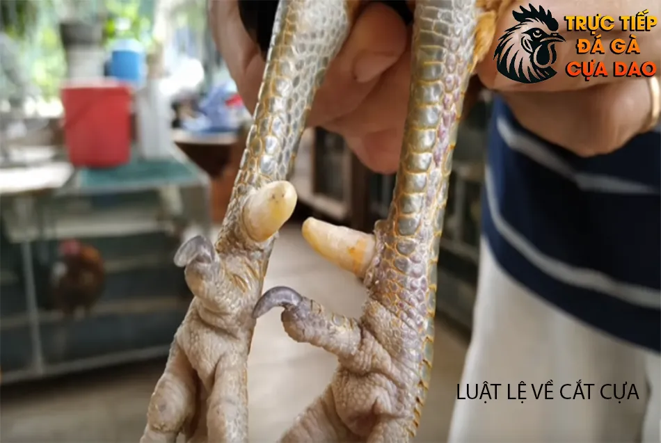 Các luật lệ về cắt cựa: Sự khác biệt giữa các giải đấu TRUCTIEPDAGACUADAO