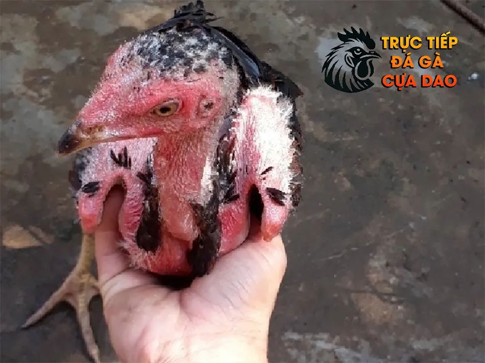 Những lưu ý không thể bỏ qua khi chọn mua gà chọi TRUCTIEPDAGACUADAO