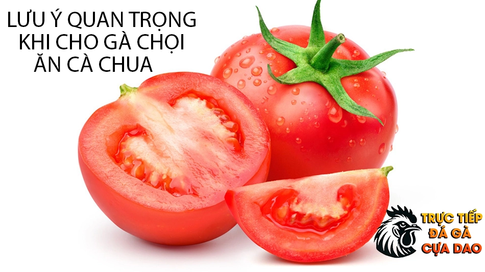 Những Lưu Ý Quan Trọng Khi Cho Gà Chọi Ăn Cà Chua TRUCTIEPDAGACUADAO