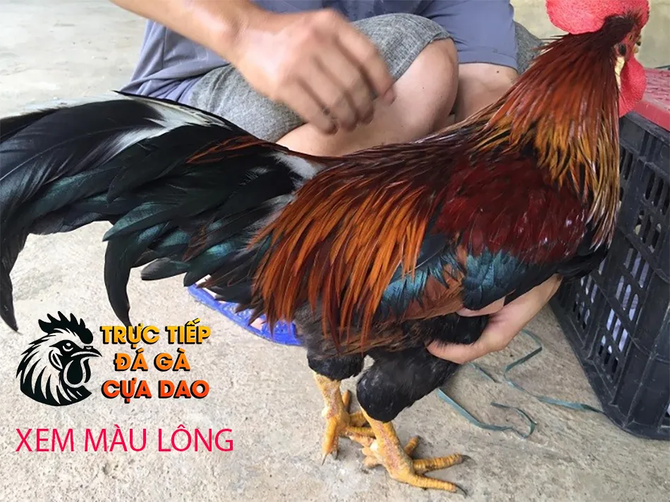 Những màu lông gà cùng tìm hiểu thêm về màu mạng TRUCTIEPDAGACUADAO