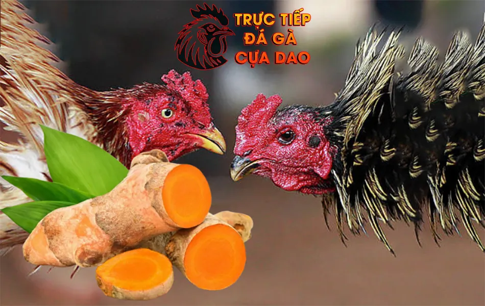 Tinh Chất Nghệ và Vai Trò Của Nó Trong Việc Tăng Cường Sức Khỏe Cho Gà Chọi TRUCTIEPDAGACUADAO
