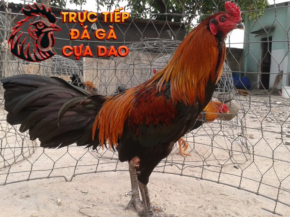 Cần nghỉ ngơi và phục hồi thể lực cho gà TRUCTIEPDAGACUADAO