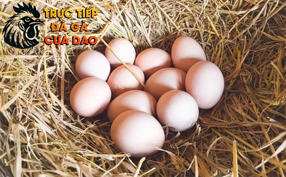 Lịch Sử Nguồn Gốc Trứng Gà Chọi: Tầm Quan Trọng và Cách Kiểm Tra TRUCTIEPDAGACUADAO