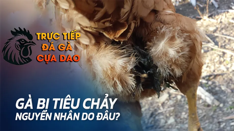 Một Số Nguyên Nhân Gây Bệnh Tiêu Chảy Ở Gà Chọi TRUCTIEPDAGACUADAO