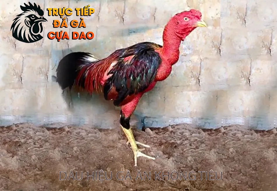 Cách nhận biết dấu hiệu gà chọi ăn không tiêu TRUCTIEPDAGACUADAO