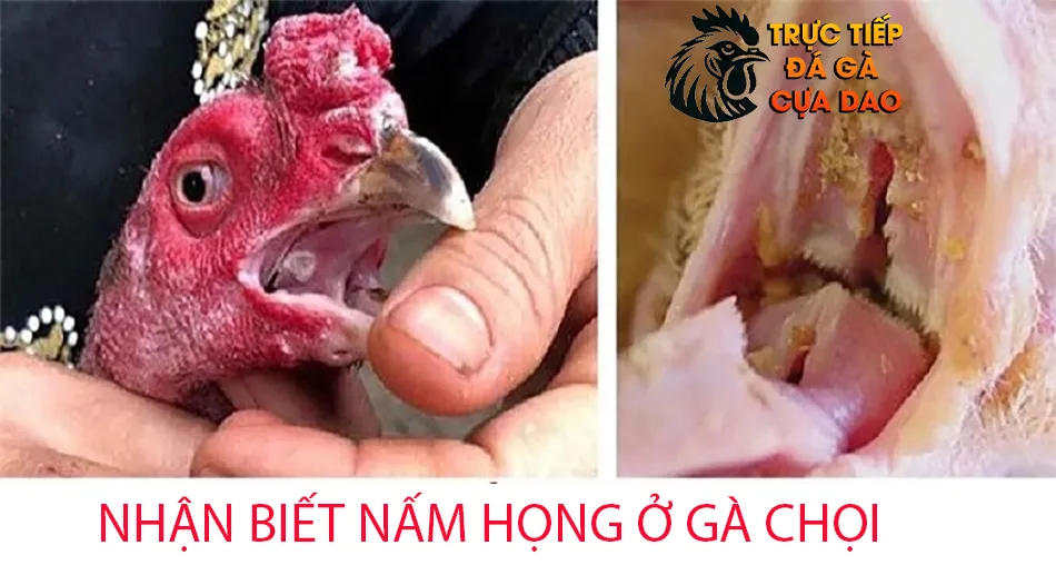 Cách nhận biết bệnh nấm họng ở gà chọi: Triệu chứng và nguyên nhân TRUCTIEPDAGACUADAO