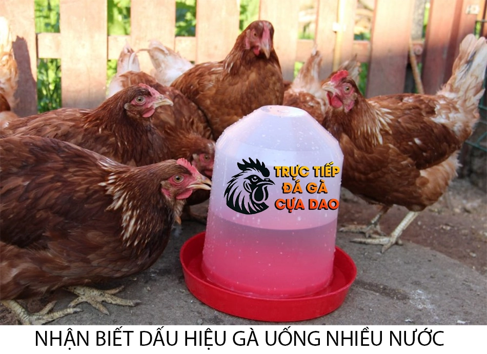 Cách nhận biết dấu hiệu gà uống nước quá nhiều TRUCTIEPDAGACUADAO