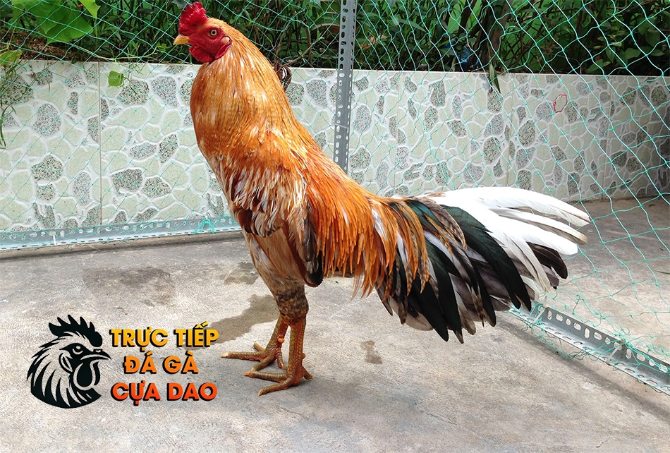 Một Số Những Lưu Ý Khi Chọn Gà Đá TRUCTIEPDAGACUADAO