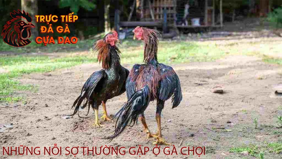 Một Số Những Nỗi Sợ Thường Gặp Ở Gà Chọi TRUCTIEPDAGACUADAO