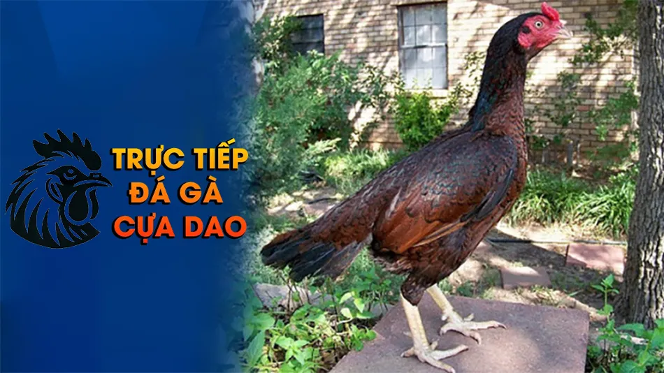 Những Sai Lầm Thường Gặp Khi Chọn Gà Chọi Mái TRUCTIEPDAGACUADAO