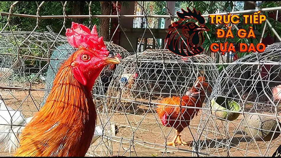 Thực hiện phơi nắng đúng cách: tránh tác hại, tối đa lợi ích TRUCTIEPDAGACUADAO