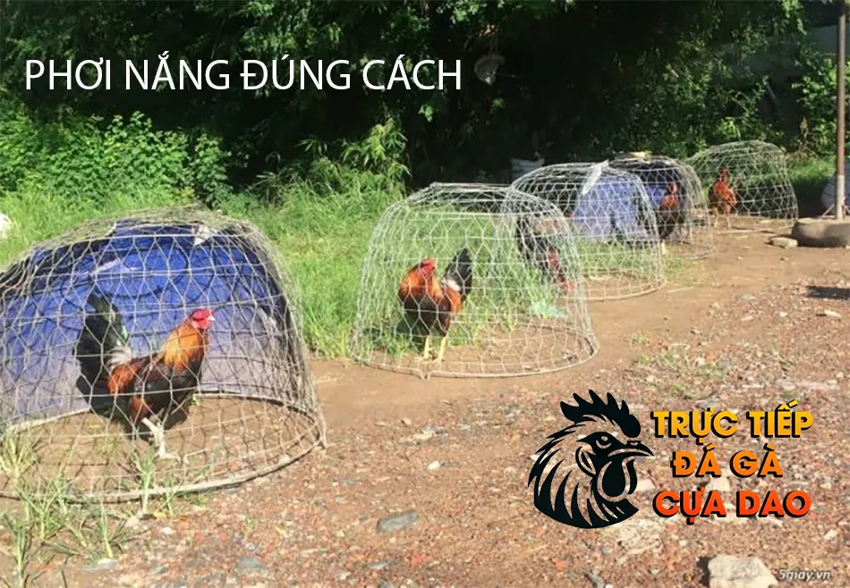 Thực hiện phơi nắng đúng cách tránh tác hại, tối đa lợi ích TRUCTIEPDAGACUADAO