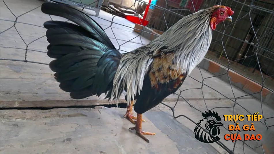 Những cách phòng bệnh hơn chữa bệnh: Các biện pháp phòng ngừa hiệu quả TRUCTIEPDAGACUADAO