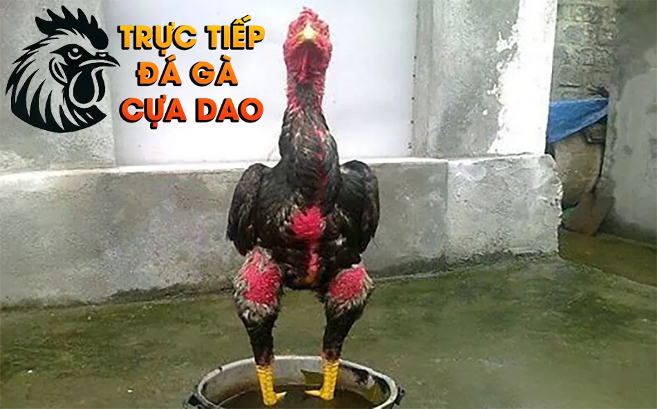 Biện pháp phòng ngừa sưng củ bàn ở gà chọi TRUCTIEPDAGACUADAO