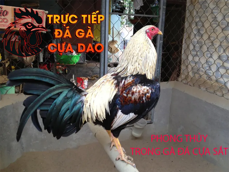 Vai trò phong thủy trong gà đá cựa sắt TRUCTIEPDAGACUADAO