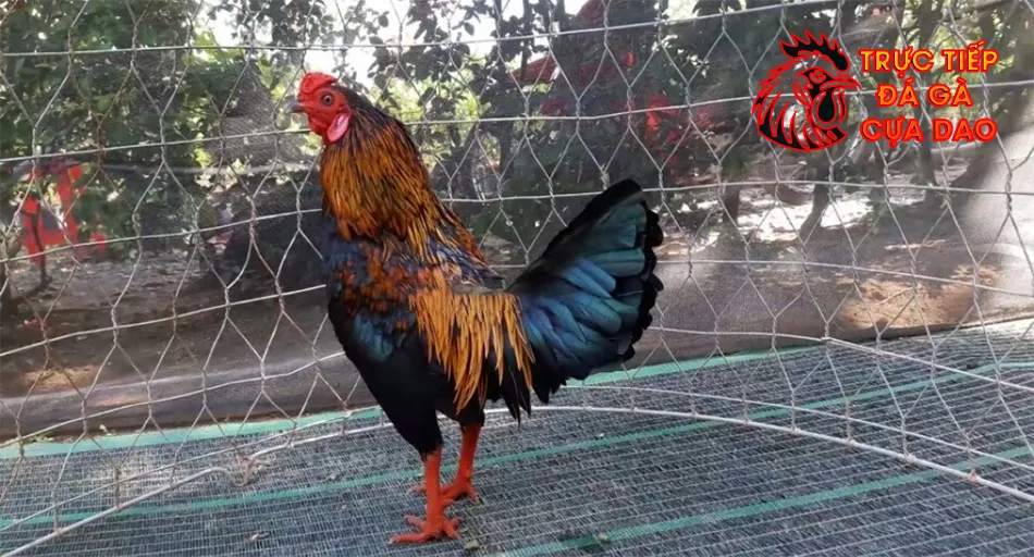 Cách phòng tránh các bệnh thường gặp ở gà sau khi đá TRUCTIEPDAGACUADAO