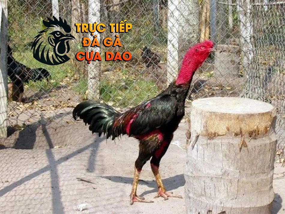 Phương pháp phòng và trị bệnh cho gà nòi: Bảo vệ sức khỏe chiến kê TRUCTIEPDAGACUADAO