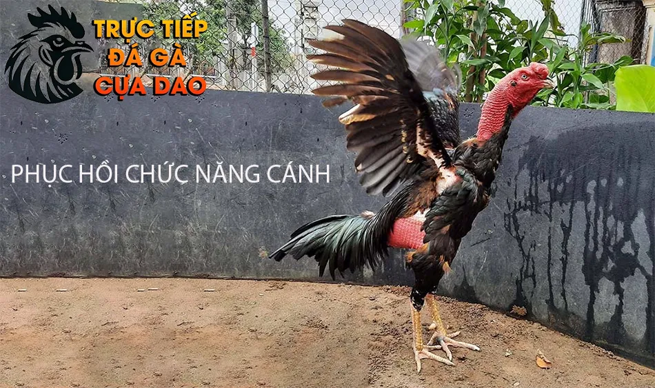 Cách Phục Hồi Chức Năng Cánh Tập Luyện Kiên Nhẫn Và Đúng Cách TRUCTIEPDAGACUADAO