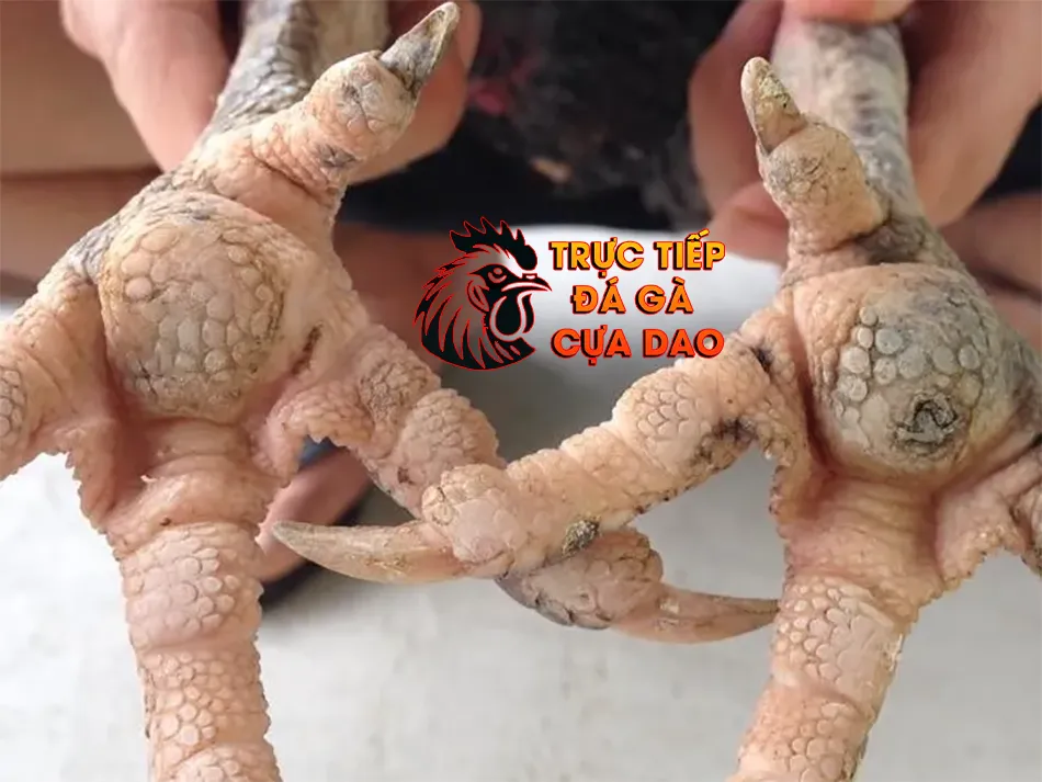 Một số các phương pháp điều trị hiệu quả cho gà chọi bị sưng củ bàn TRUCTIEPDAGACUADAO