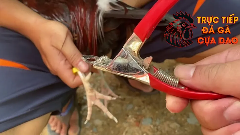 Hướng dẫn quy trình cắt cựa an toàn đảm bảo sức khỏe cho gà chọi TRUCTIEPDAGACUADAO