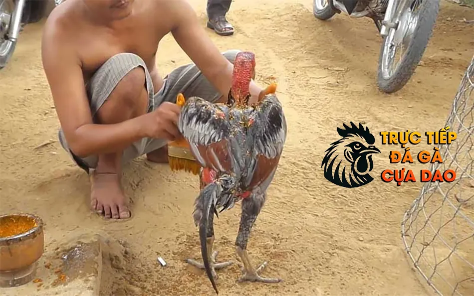 Hướng Dẫn Quy Trình Vào Nghệ Cho Gà Chọi TRUCTIEPDAGACUADAO