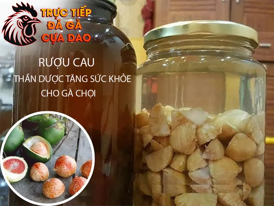 Tìm hiểu Rượu cau - "Thần dược" tăng cường sức khỏe cho gà chọi TRUCTIEPDAGACUADAO