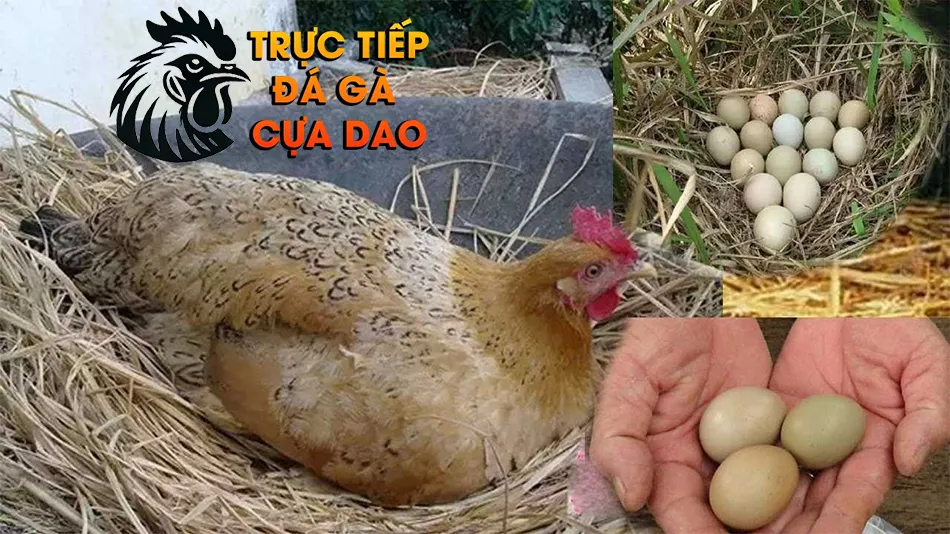 Tìm Hiểu Số Lượng Trứng Gà Chọi Đẻ Mỗi Lứa Khi Được Chăm Sóc Tốt TRUCTIEPDAGACUADAO