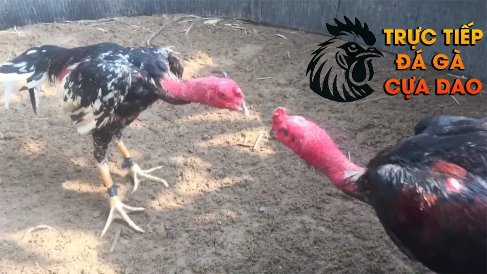 Mỗi giai đoạn có sự khác biệt giữa vần hơi và vần đòn TRUCTIEPDAGACUADAO