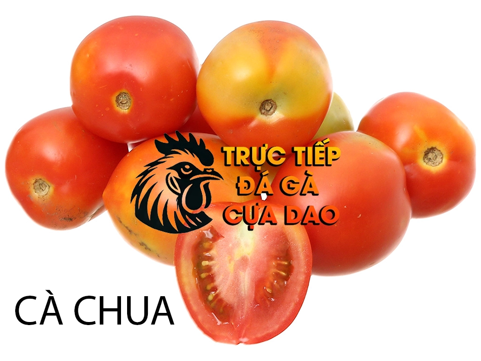 Những Tác Dụng Tuyệt Vời Của Cà Chua Đối Với Sức Khỏe Gà Chọi TRUCTIEPDAGACUADAO