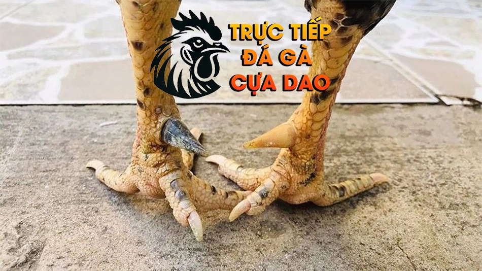 Những tầm quan trọng của cựa gà trong chiến đấu TRUCTIEPDAGACUADAO