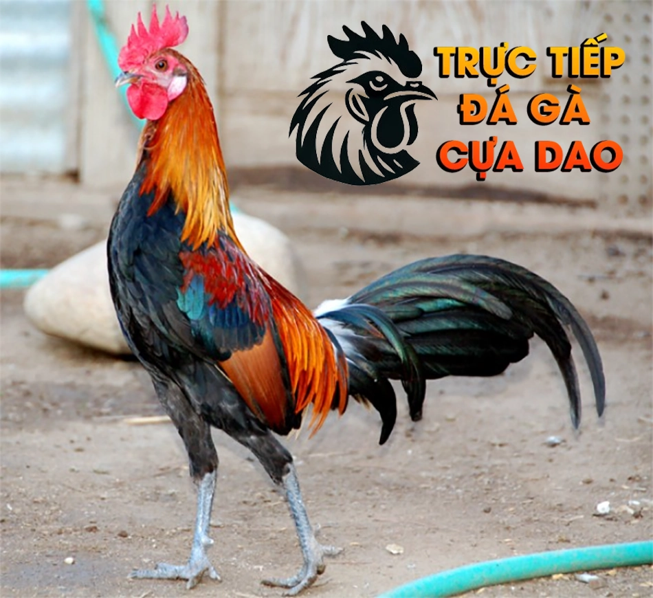 Các thần thái gà chọi - "Cái hồn" của chiến kê TRUCTIEPDAGACUADAO