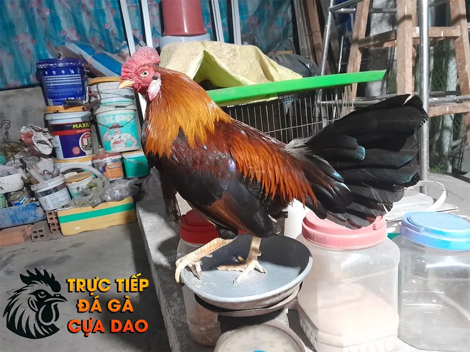 Cần Theo Dõi Sức Khỏe Gà Đá Và Phát Hiện Sớm Các Vấn Đề TRUCTIEPDAGACUADAO