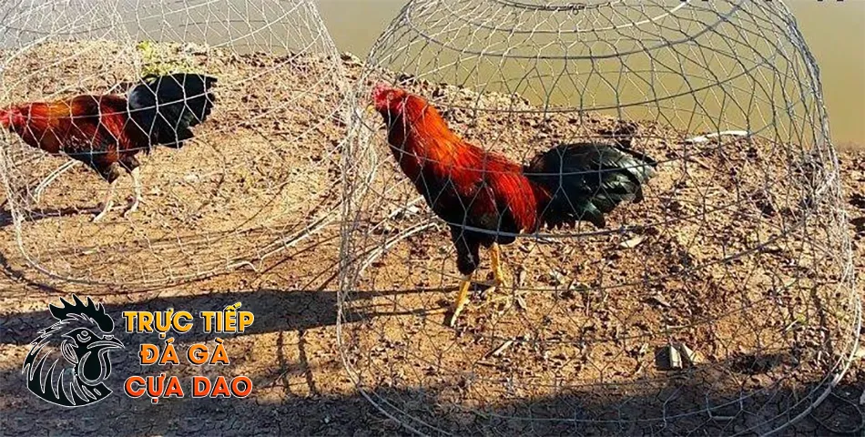 Những thời gian phơi nắng lý tưởng cho gà chọi TRUCTIEPDAGACUADAO