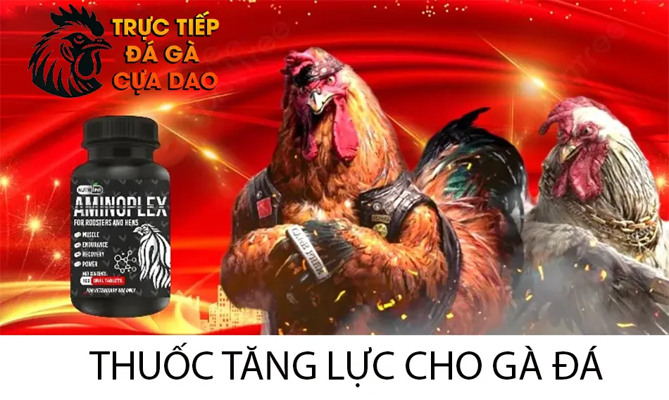 Thuốc Tăng Lực Cho Gà Đá: Lựa Chọn Tối Ưu TRUCTIEPDAGACUADAO