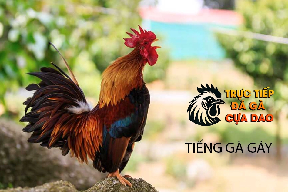 Tìm hiểu tiếng gáy bí quyết chọn gà chọi thiện chiến TRUCTIEPDAGACUADAO