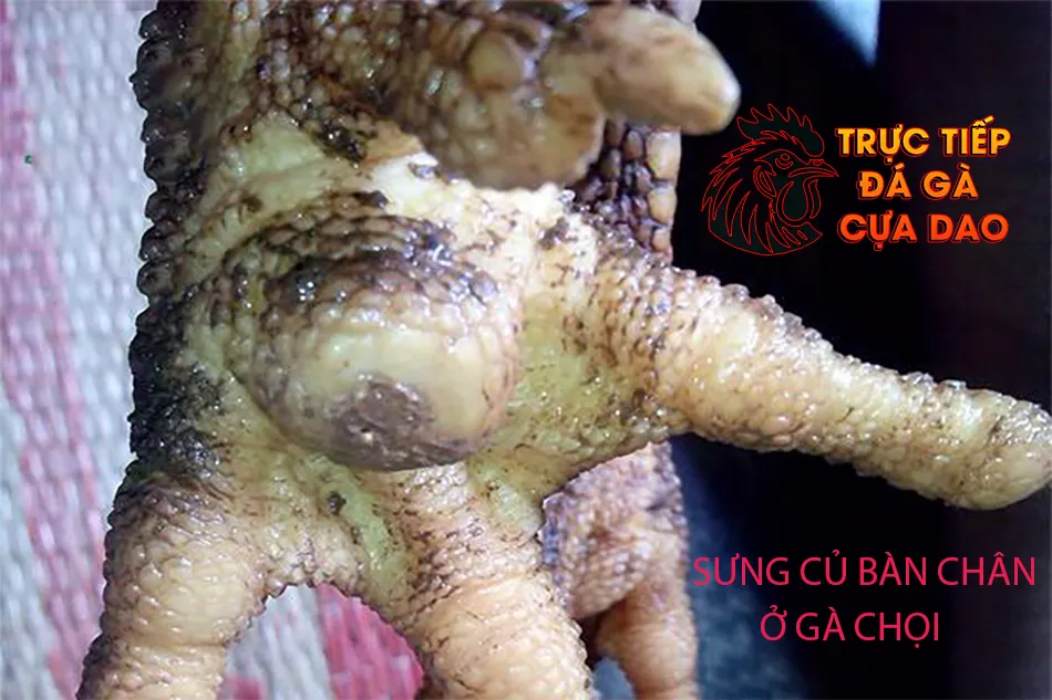Những nguyên nhân và triệu chứng sưng củ bàn ở gà chọi TRUCTIEPDAGACUADAO