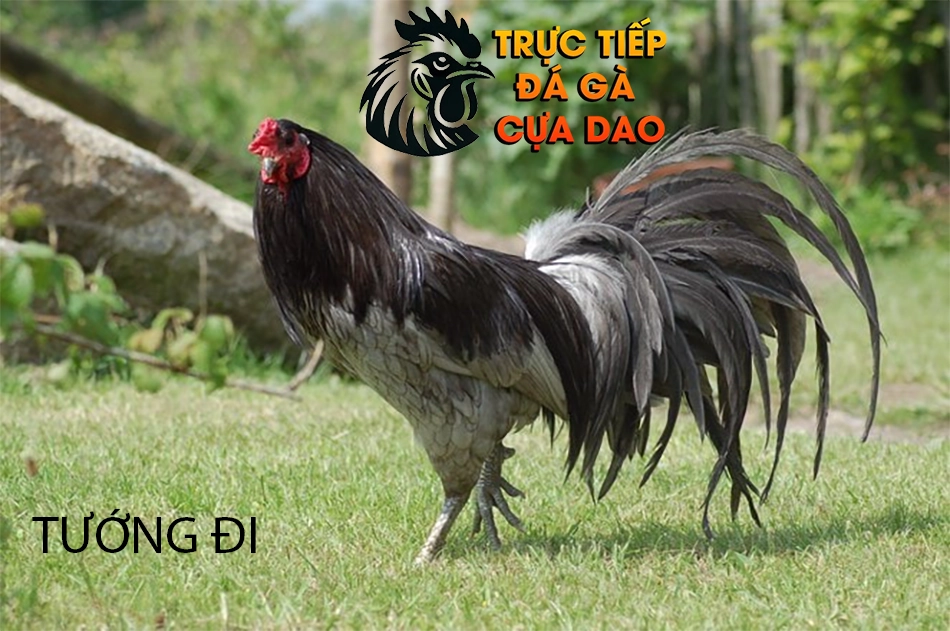 Nhìn Tướng Đi và Gương Mặt Thể Hiện Bản Lĩnh Gà Chọi TRUCTIEPDAGACUADAO