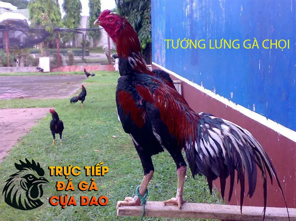Xem tướng lưng gà chọi - Bí quyết chọn gà chiến bách thắng TRUCTIEPDAGACUADAO
