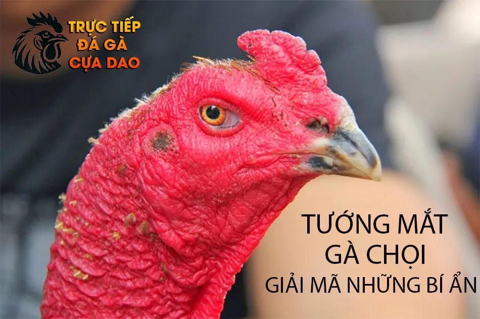 Xem tướng mắt gà chọi: Giải mã những bí ẩn TRUCTIEPDAGACUADAO