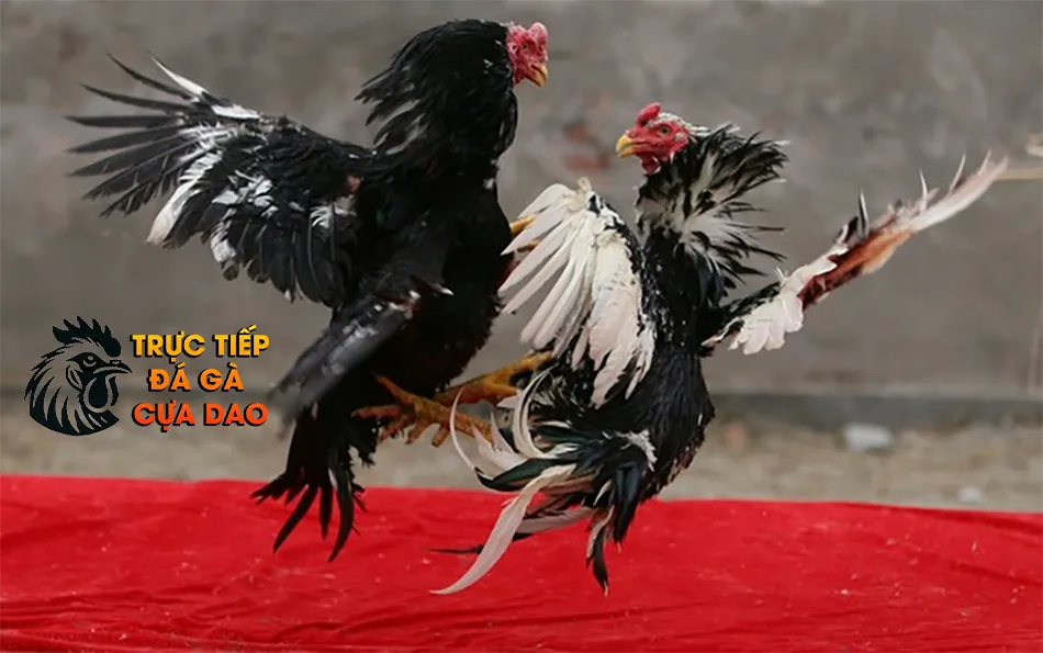Cách vần đòn cho gà chọi trưởng thành TRUCTIEPDAGACUADAO