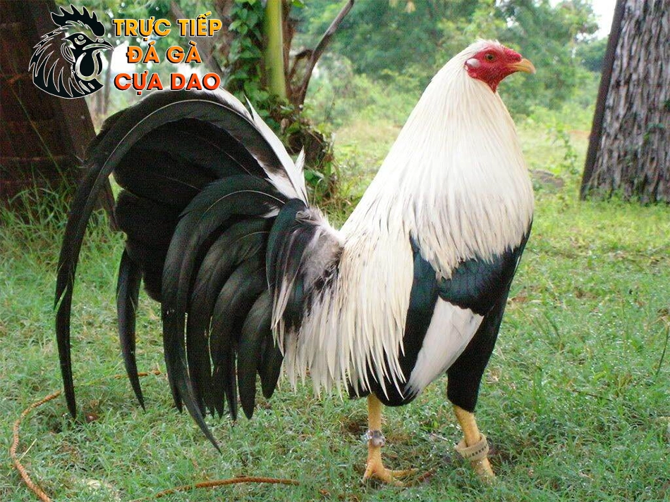 Xem Vóc Dáng - Tiêu Chí "Vàng" Trong Làng Chọi Gà TRUCTIEPDAGACUADAO