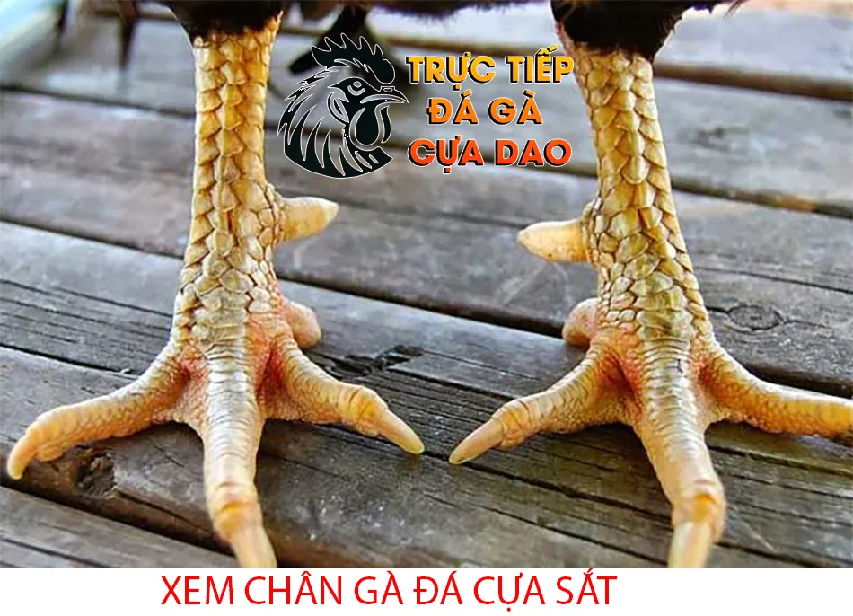 Cách xem chân gà đá cựa sắt bí quyết chọn chiến kê bất bại TRUCTIEPDAGACUADAO