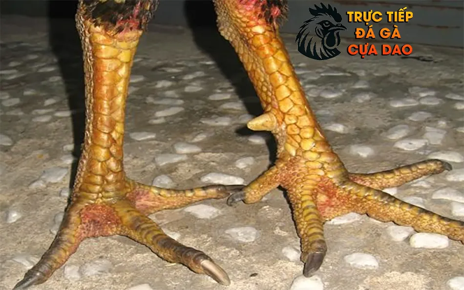 Việc xem chân gà tìm hiểu sức mạnh và độ bền TRUCTIEPDAGACUADAO