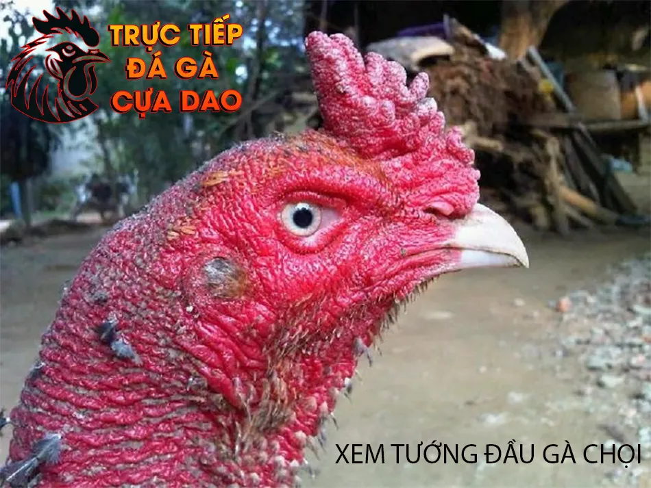 Cách xem tướng đầu gà chọi nghệ thuật chọn gà chiến TRUCTIEPDAGACUADAO