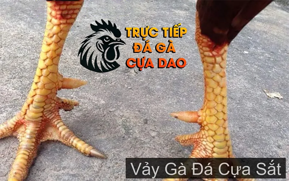 Cách xem vảy gà đá cựa sắt bí quyết từ các sư kê lão luyện TRUCTIEPDAGACUADAO