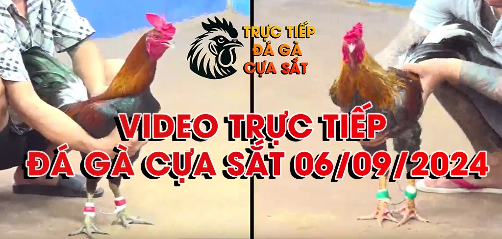 banner đá gà cựa sắt 06/09/2024
