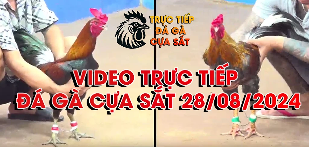 phát lại trực tiếp đá gà cựa sắt ngày 28/08/2024