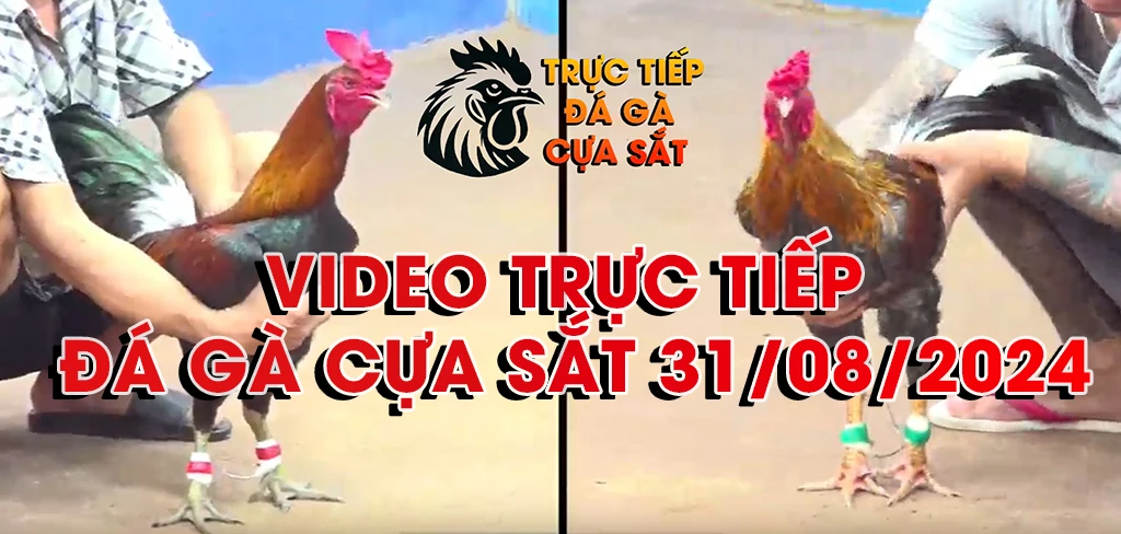 banner đá gà cựa sắt 31/08/2024